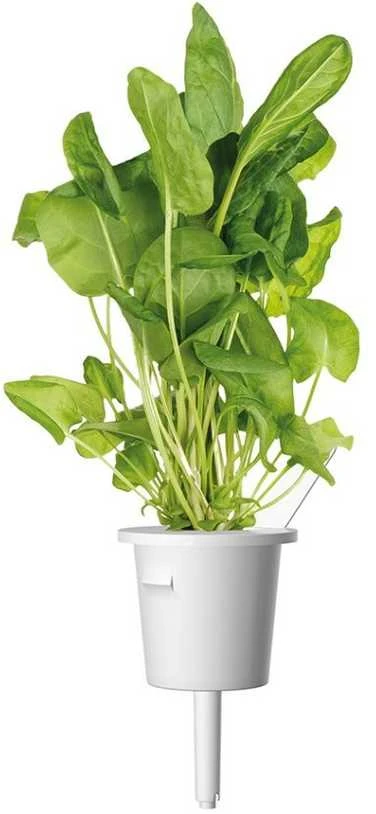 Click & Grow sėklos išmaniajam vazonui - Valgomoji rūgštynė (SGR55x3) 3vnt.