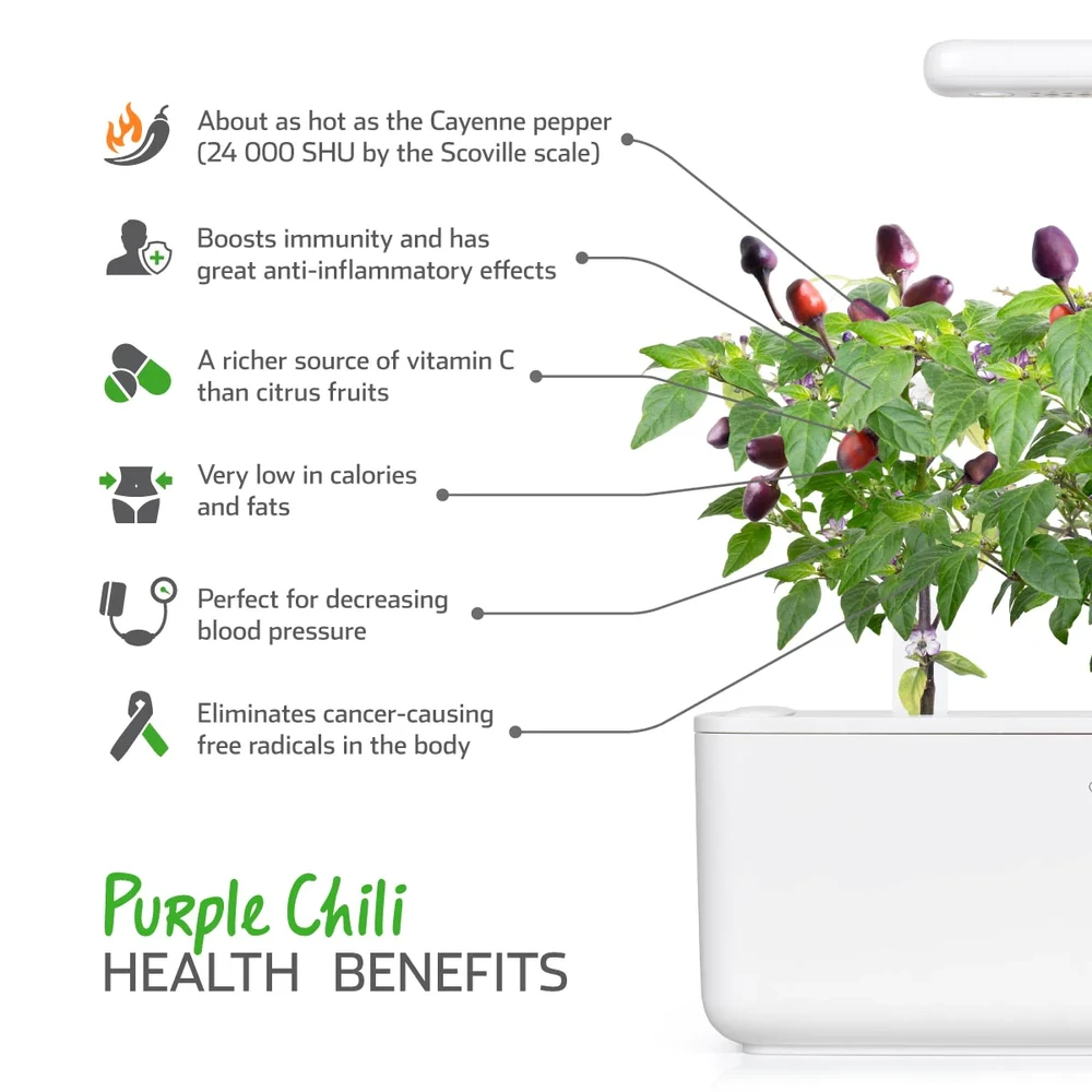 Click & Grow sėklos išmaniajam vazonui - Violetiniai čili pipirai (SGR46X3) 3vnt.