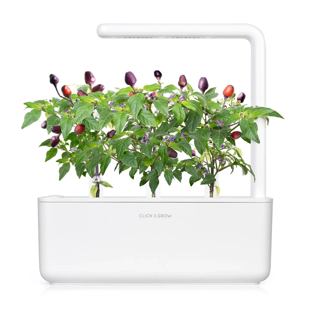 Click & Grow sėklos išmaniajam vazonui - Violetiniai čili pipirai (SGR46X3) 3vnt.