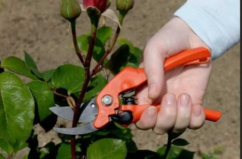 Bahco Sekatorius su dviejų padėčių galvos fiksavimu 12 ir 20mm šakų karpymui. Xylan® ašmenų padengimas. Bendras ilgis 200 mm.