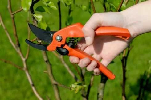 Bahco Sekatorius su dviejų padėčių galvos fiksavimu 12 ir 20mm šakų karpymui. Xylan® ašmenų padengimas. Bendras ilgis 200 mm.