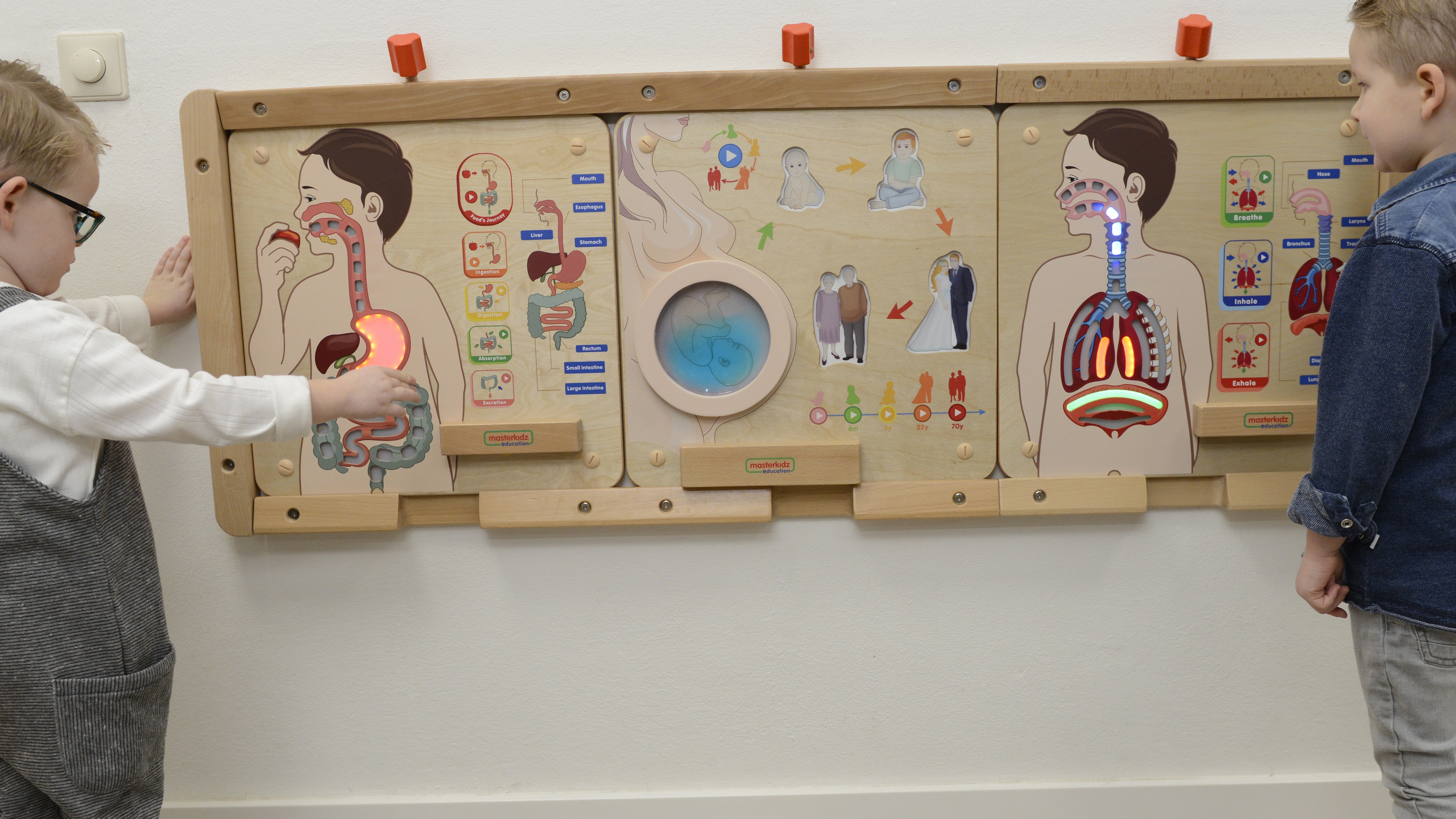 masterkidz-education-board-digestive-system