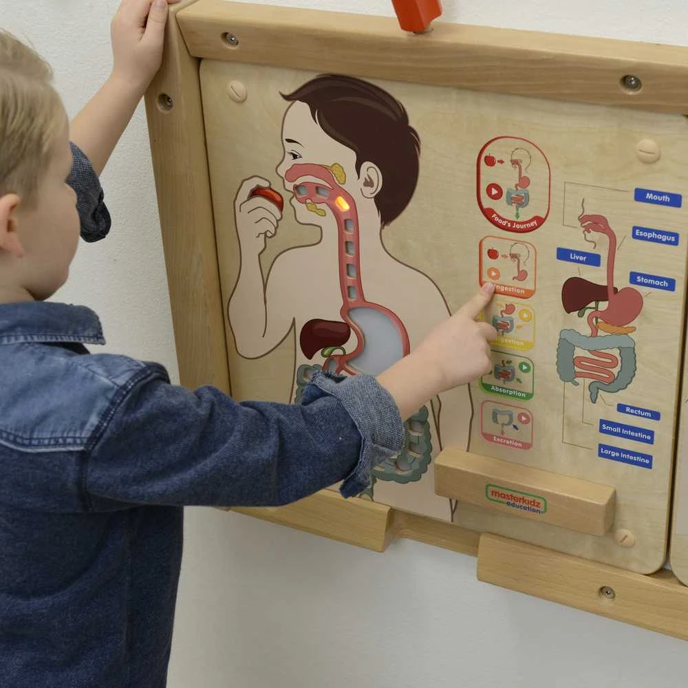 Edukacinė lenta Virškinimo sistema Montessori MASTERKIDZ