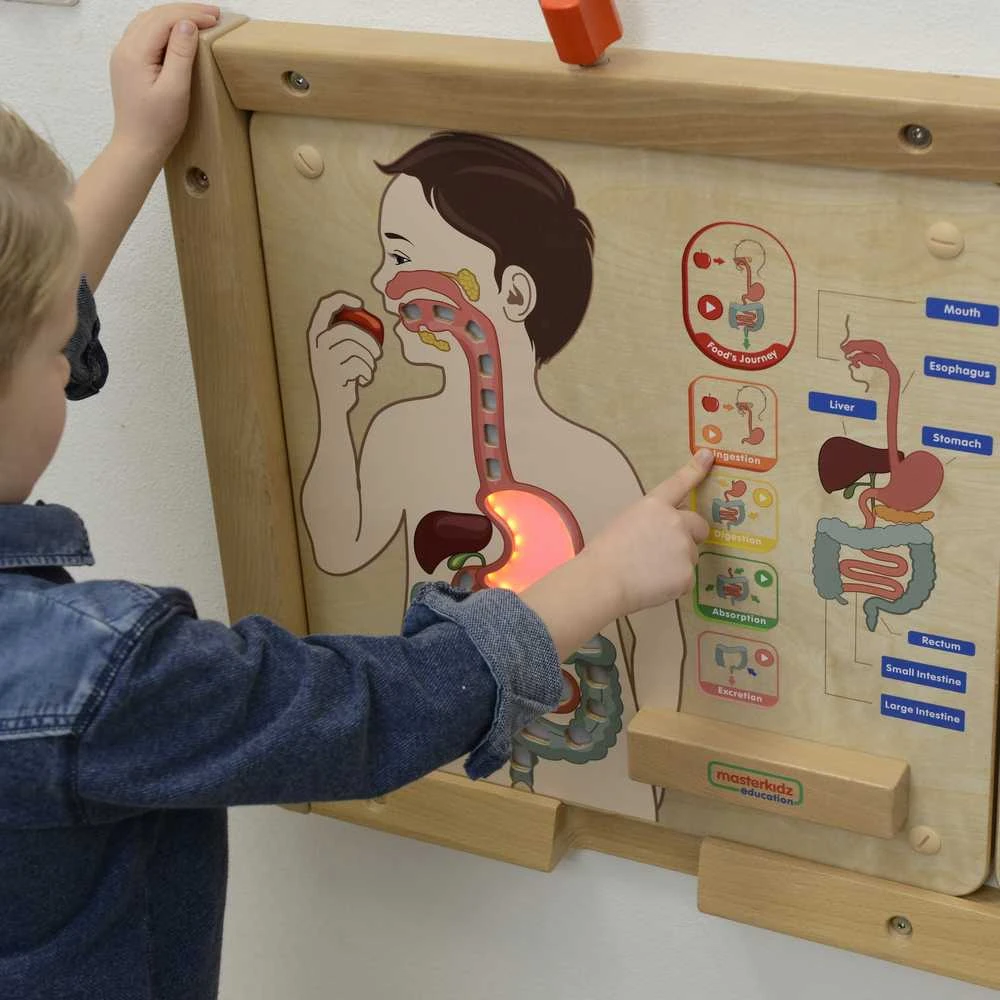Edukacinė lenta Virškinimo sistema Montessori MASTERKIDZ
