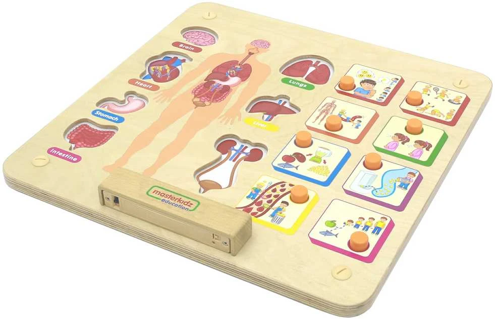 Medinė edukacinė lenta MASTERKIDZ Žmogaus kūno sandara