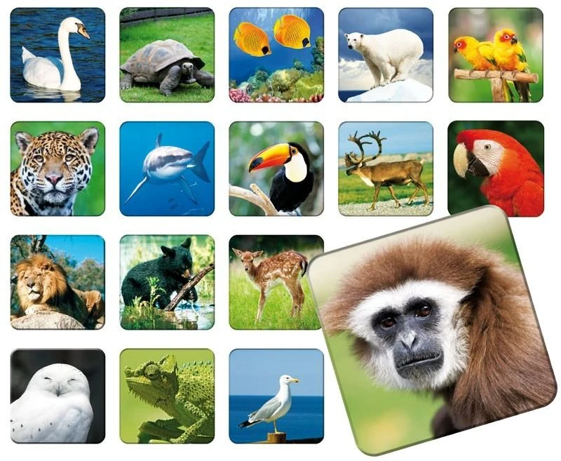 Adamigo Atminties žaidimas Zoo