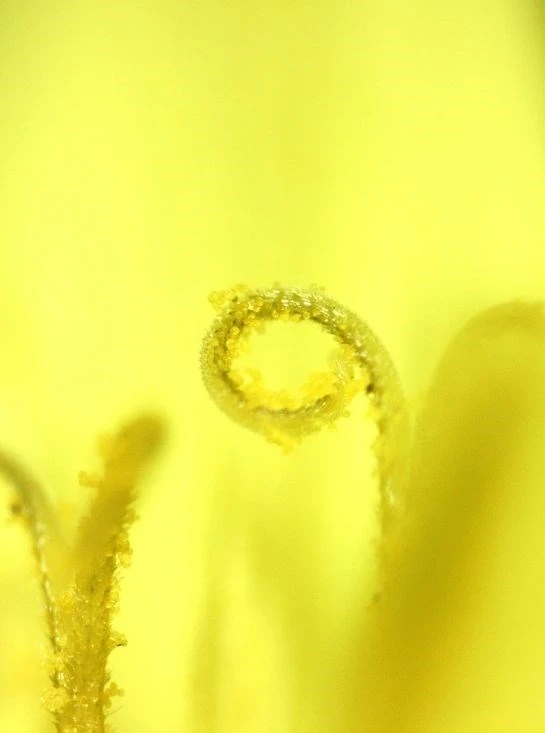 Deltaoptical Mikroskopas Biolight 100 Mėlyna