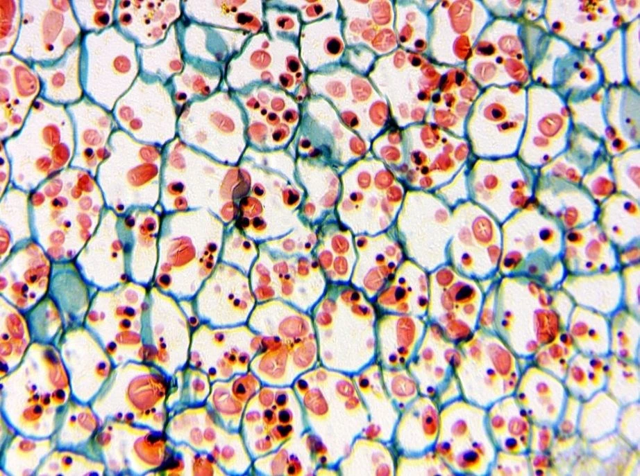 Deltaoptinis mikroskopas Biolight 300