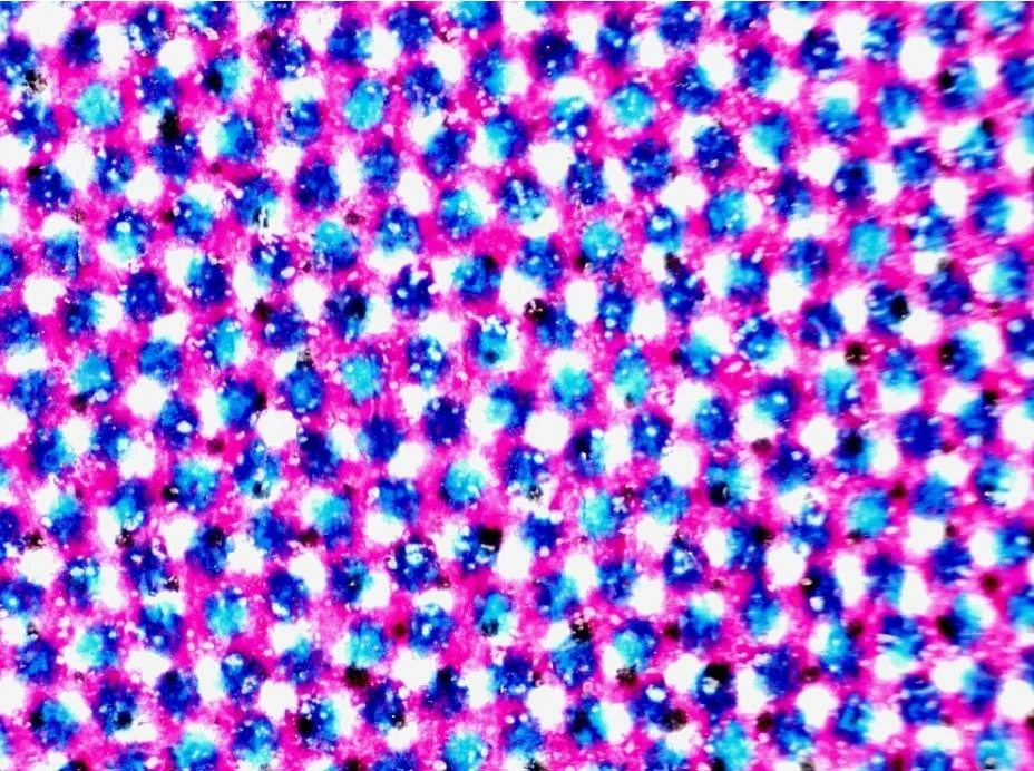 Deltaoptinis mikroskopas Biolight 300