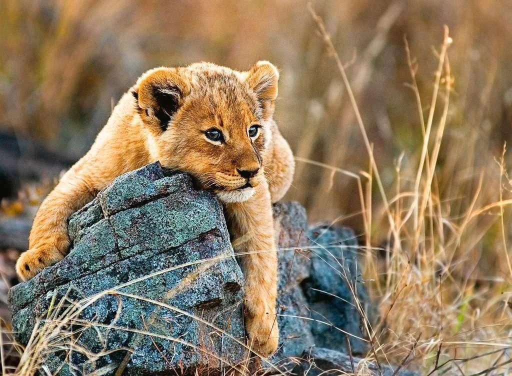 Ravensburger XXL Dėlionė 200 vnt. - Mažasis liūtukas