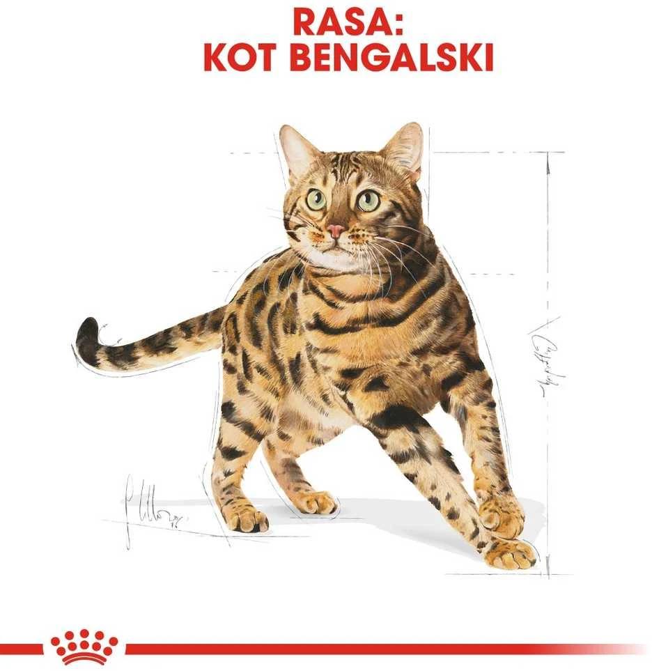Royal Canin Bengal 10kg