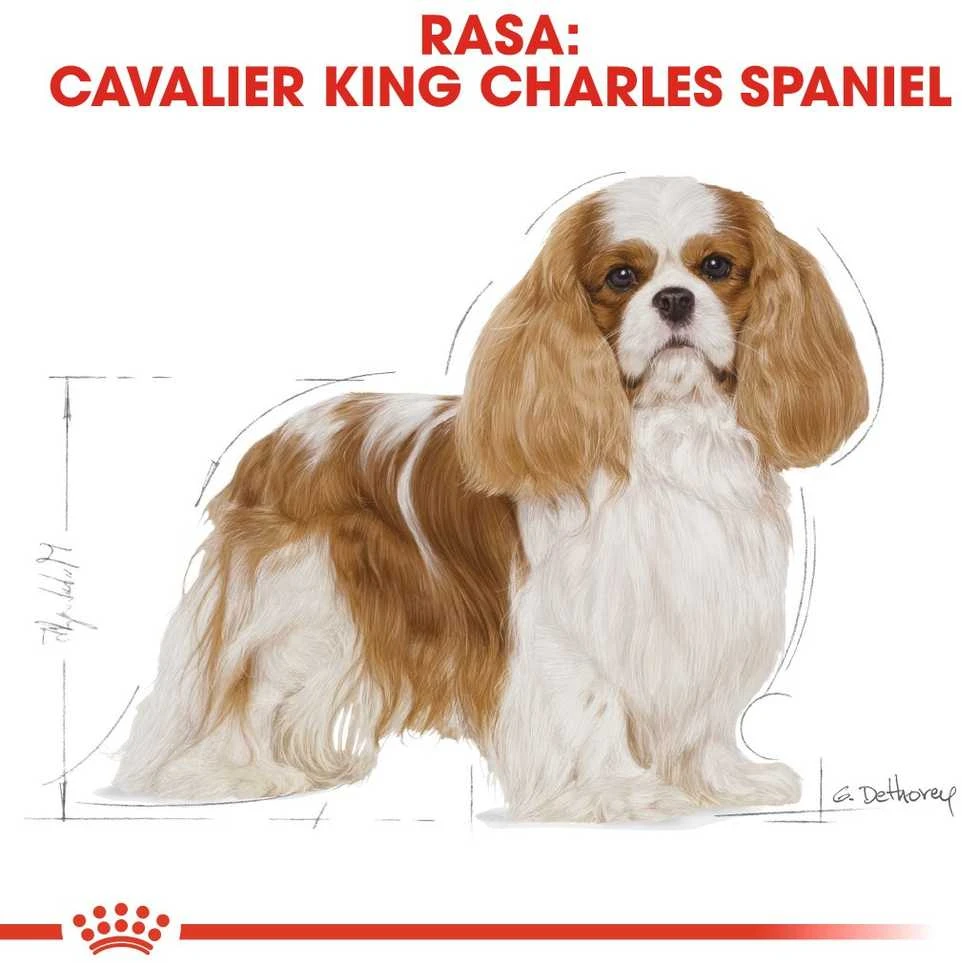 Royal canin bhn cavalier king charles spaniel adult - sausas maistas šuniui dorosłego - 1,5kg