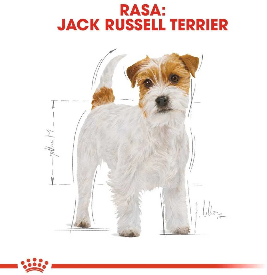 Royal Canin Jack Russell Terrier Adult 1,5kg