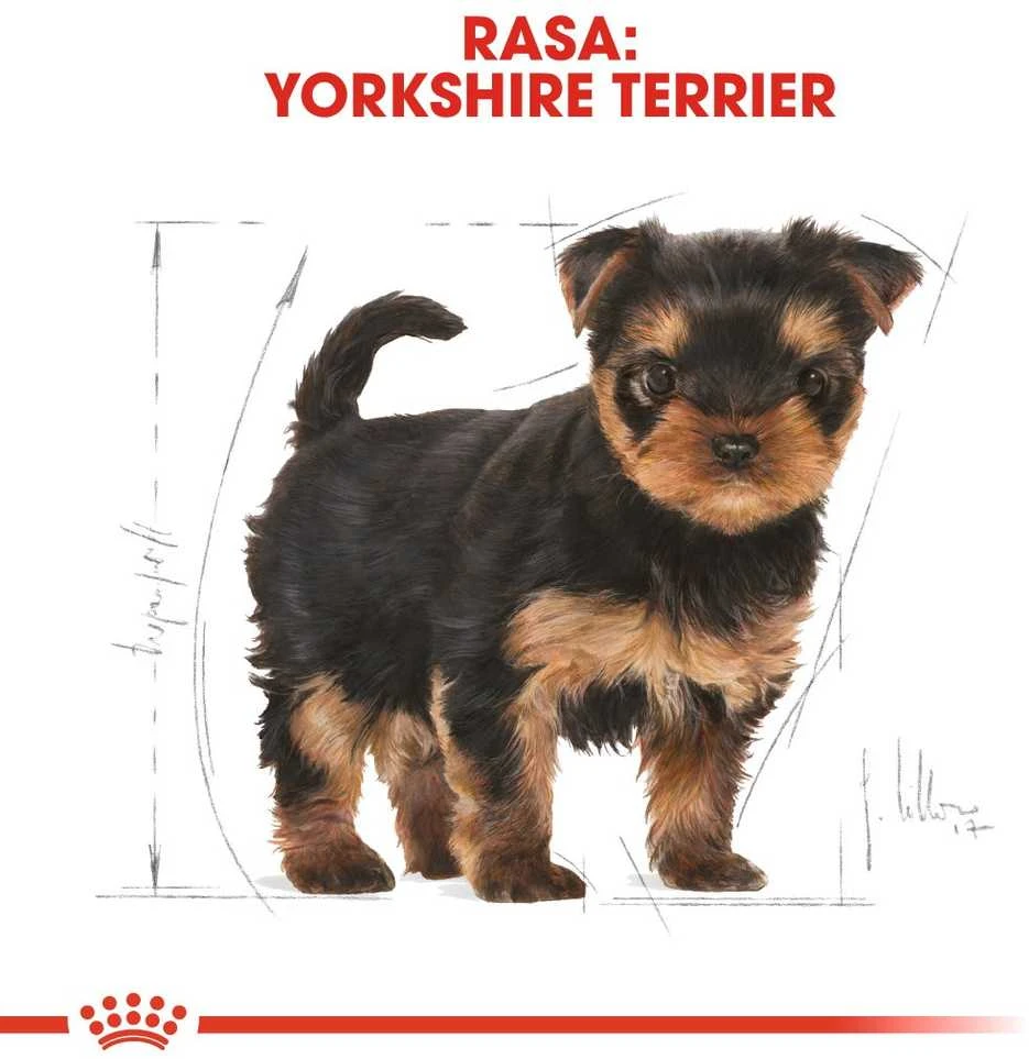 Royal Canin Yorkshire Terrier Junior 1,5kg