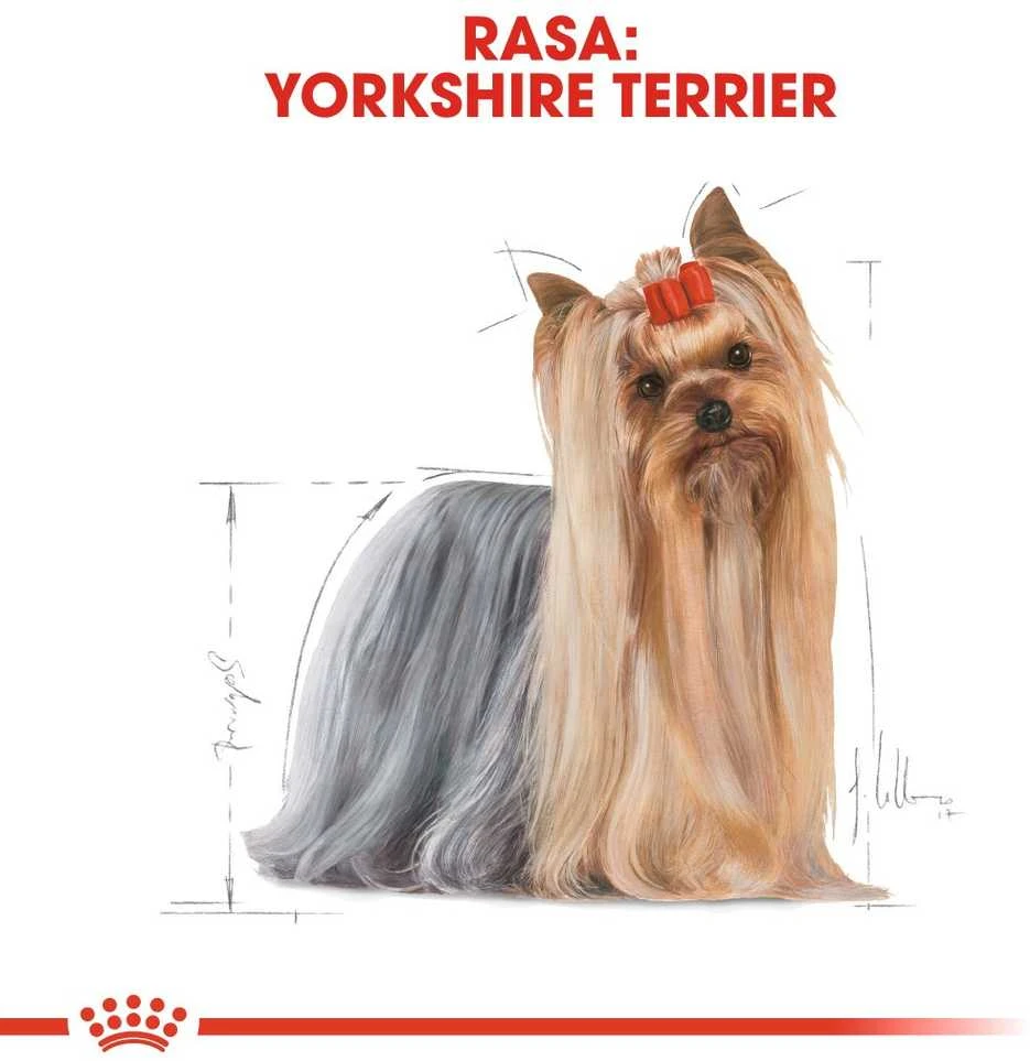 Royal Canin Bhn Yorkshire Terrier Adult - šlapias maistas suaugusiems šunims - 12x85g