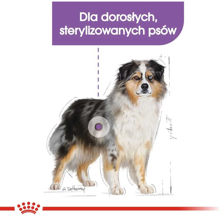 Royal canin ccn medium sterilised - sausas maistas šuniui dorosłego - 3kg