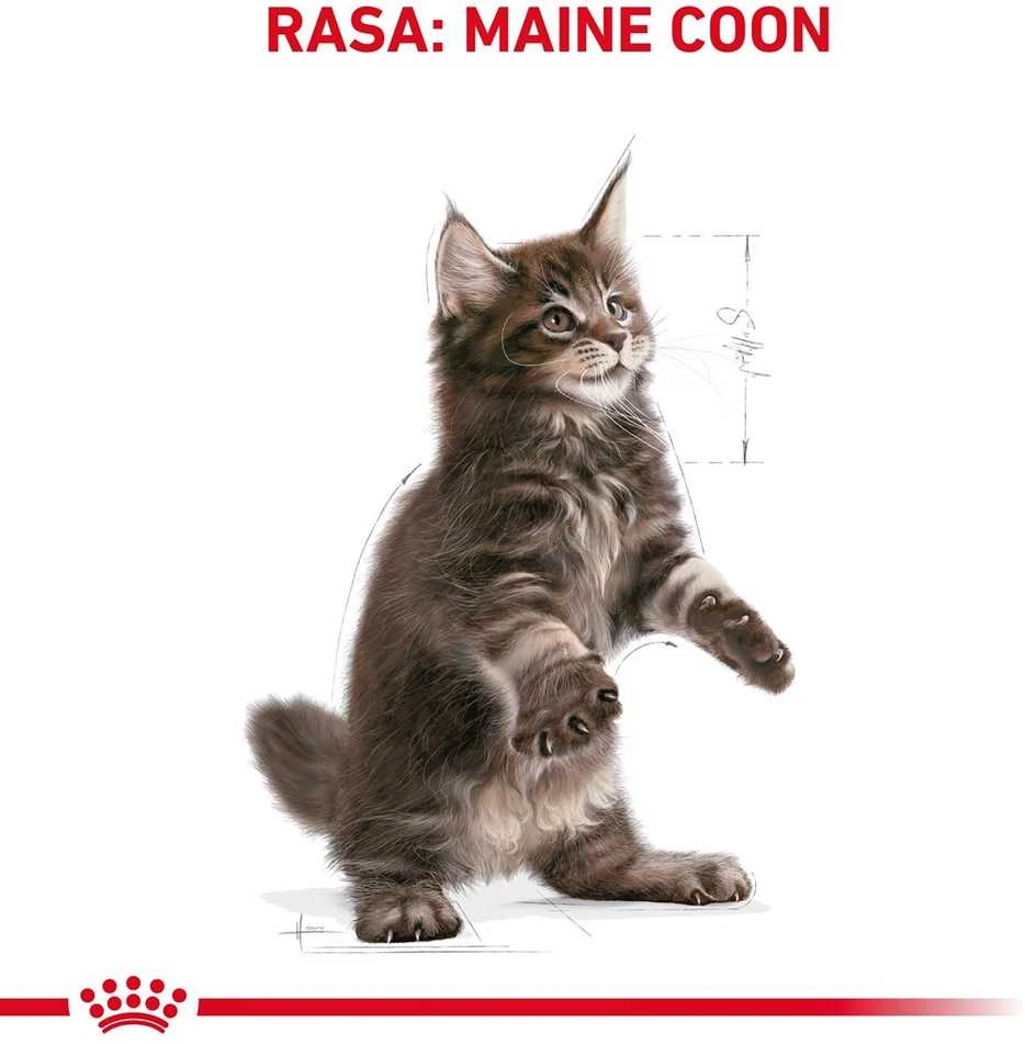 Royal canin fbn maine coon kitten - sausas maistas dla kociąt - 4kg