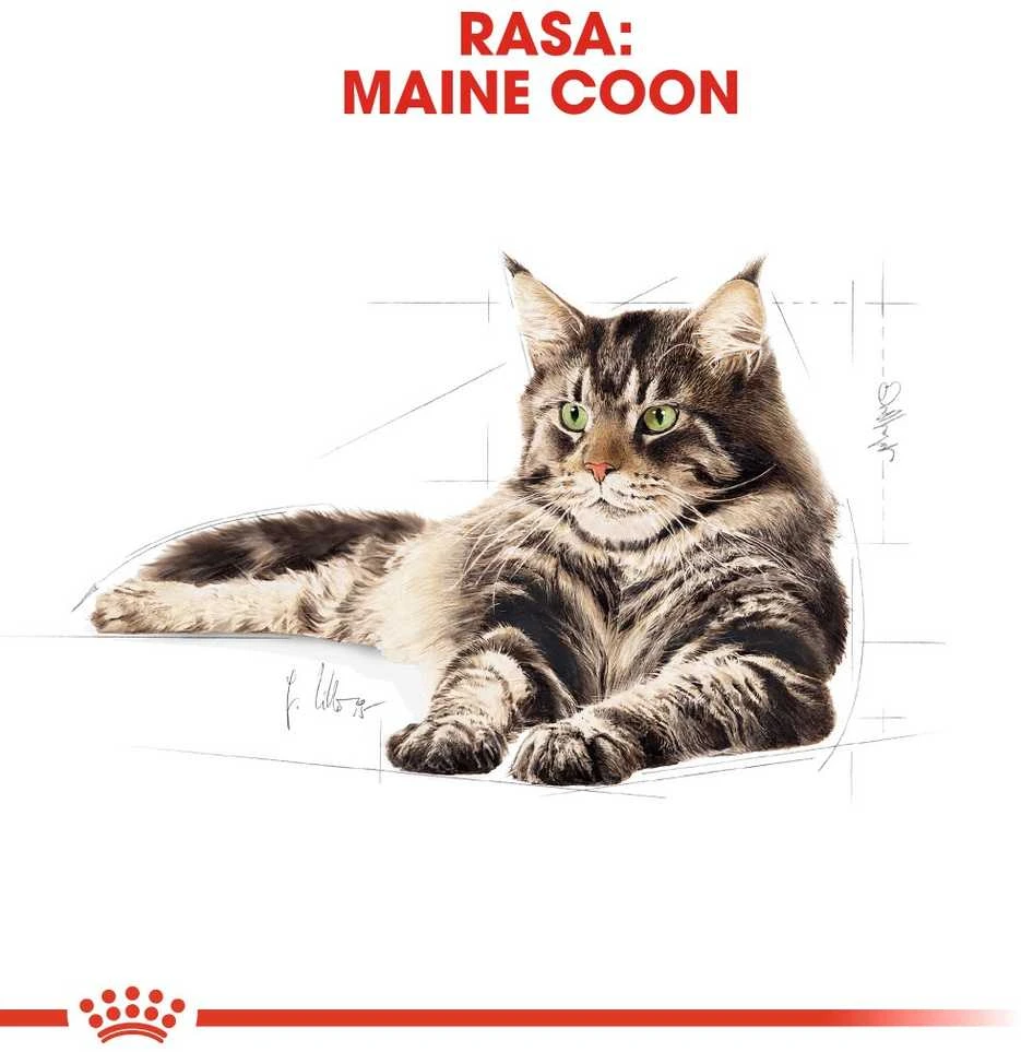 FBN Cat Maine Coon padažas 12x85 g