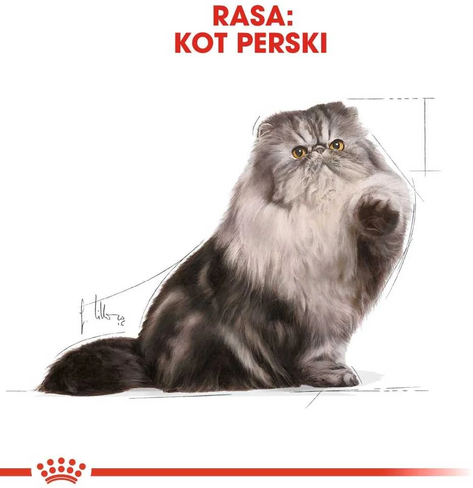 Royal canin fbn persian adult - sausas maistas suaugusiai katei - 4kg