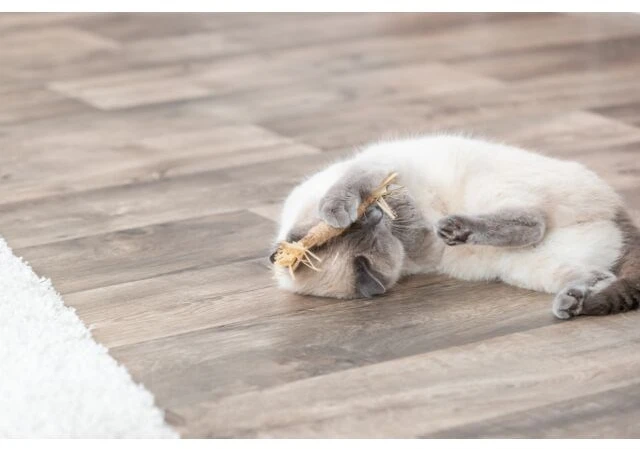 TRIXIE Matatabi žaislas katei lazdelė su kutais, 24 cm