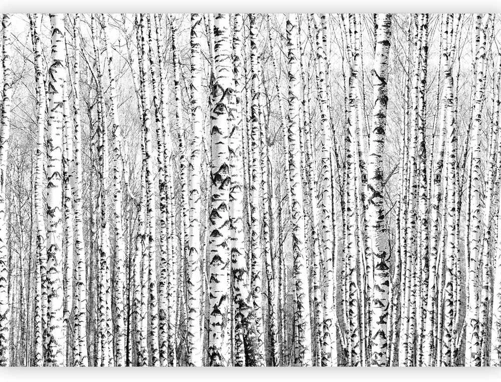 Artgeist Fototapetas - Birch forest