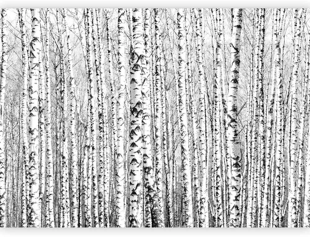 Artgeist Fototapetas - Birch forest