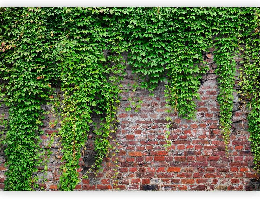 Artgeist Fototapetas - Brick and ivy