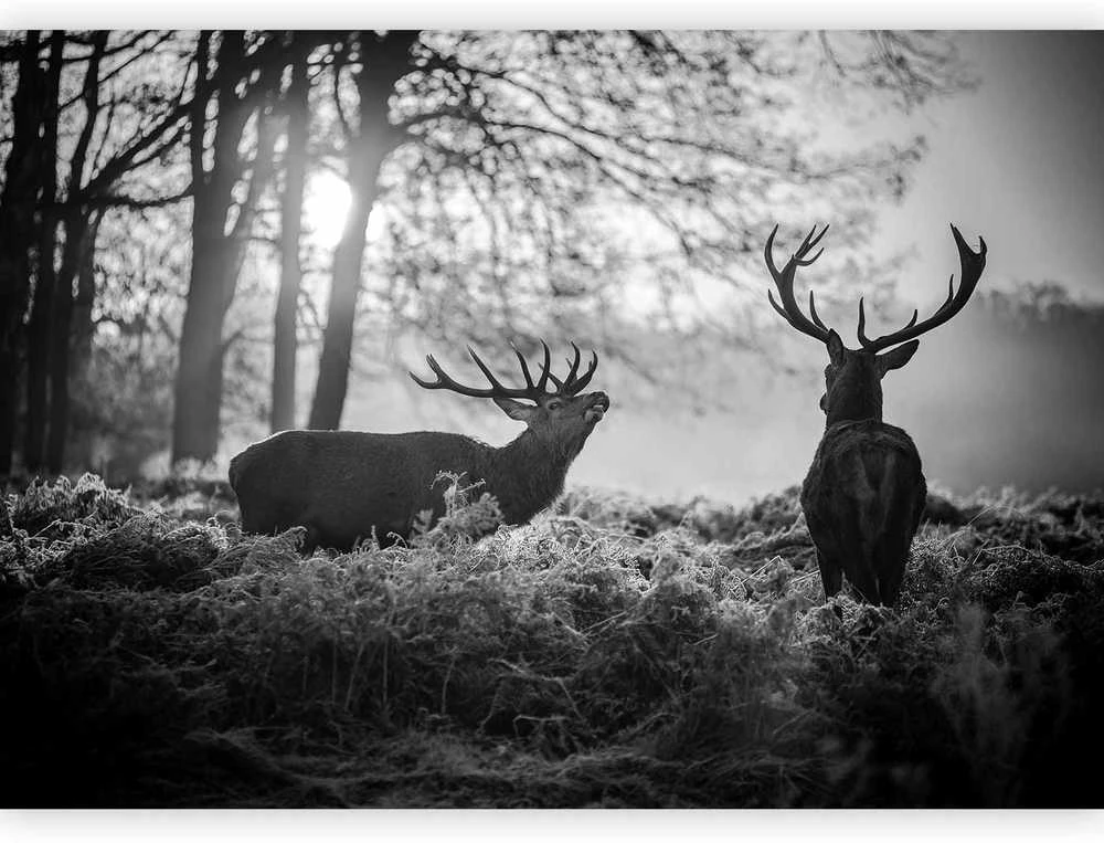 Artgeist Fototapetas - Deers in the Morning