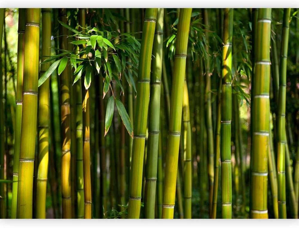 Artgeist Fototapetas - Eucalyptus alley – bamboo grove in juicy žalias tone