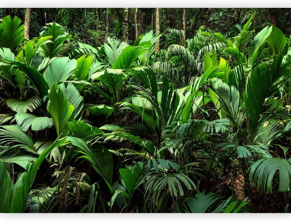 Artgeist Fototapetas - Freshness of the Jungle