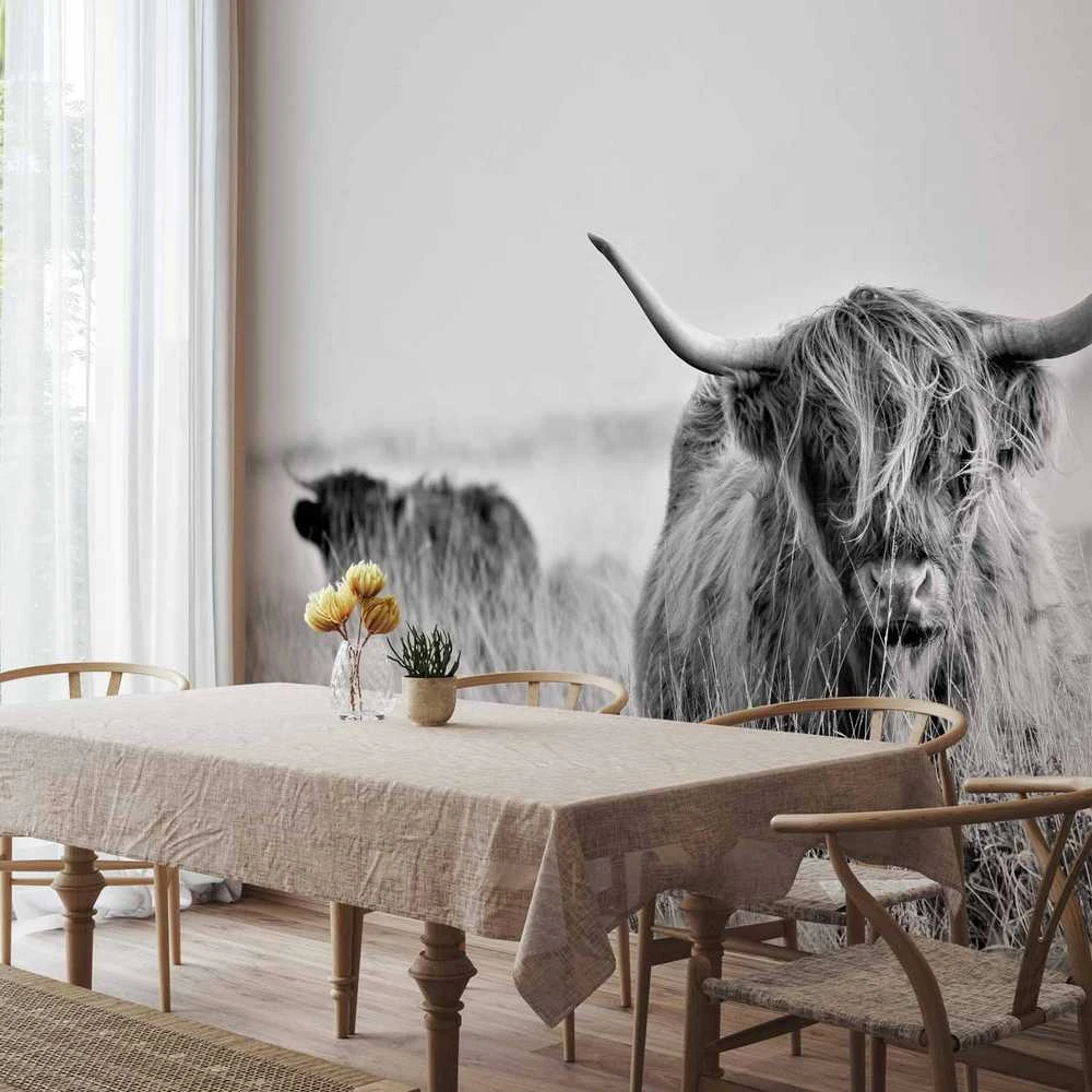 Artgeist Fototapetas - Highland Cattle