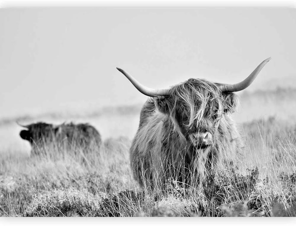 Artgeist Fototapetas - Highland Cattle