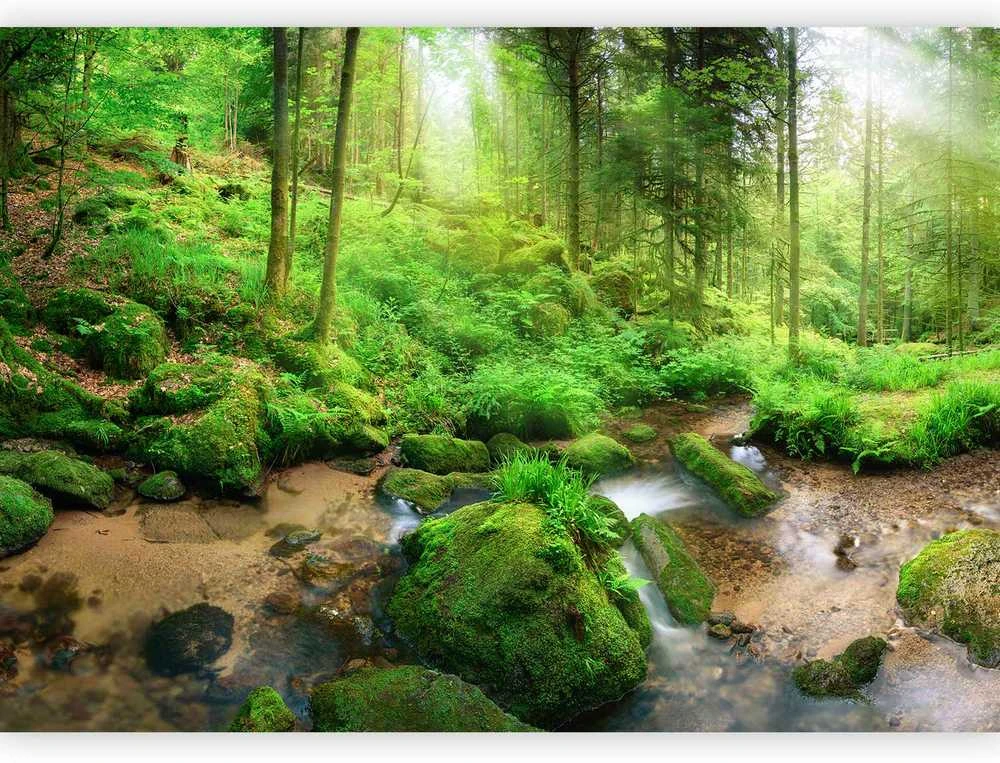 Artgeist Fototapetas - Humid Forest