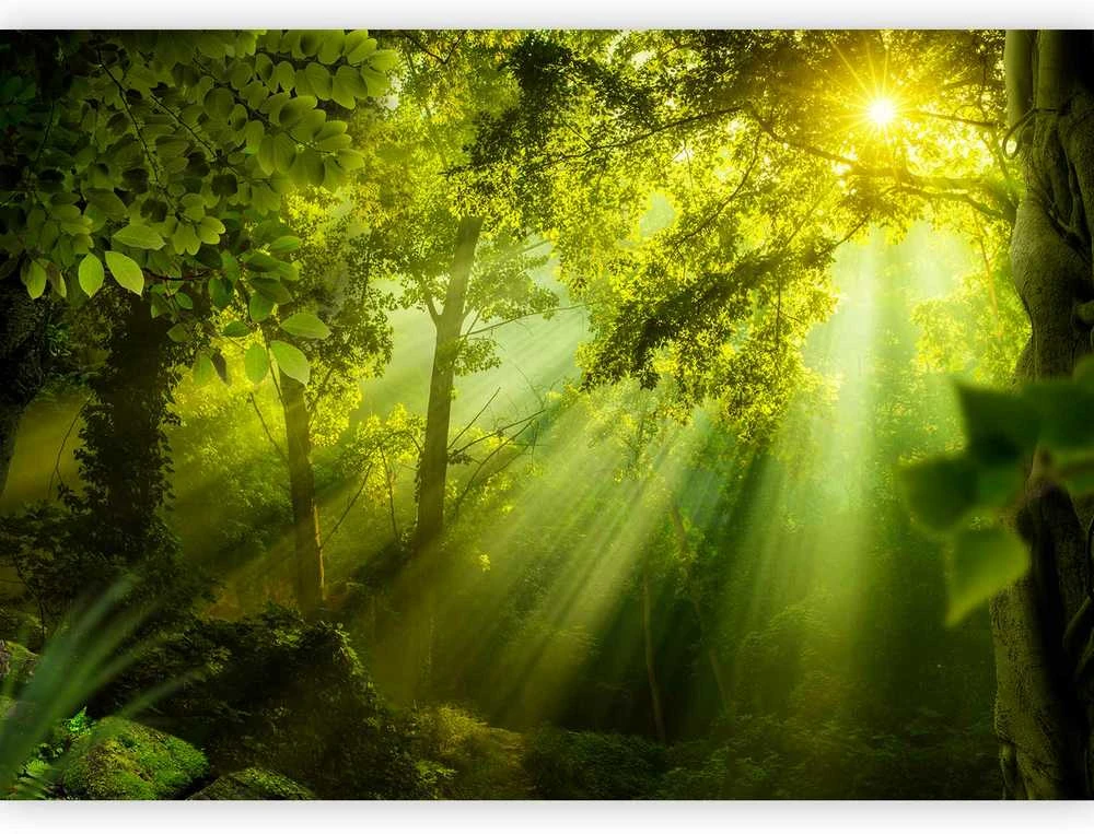 Artgeist Fototapetas - In a Secret Forest