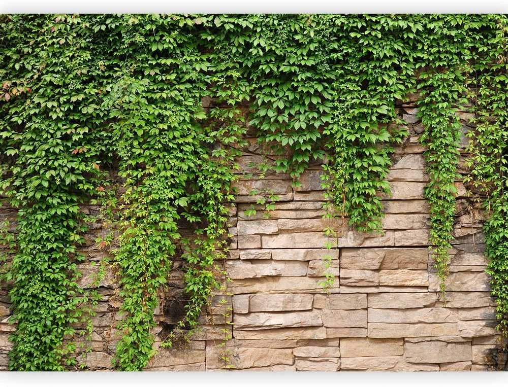 Artgeist Fototapetas - Ivy wall