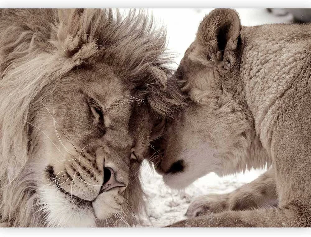 Artgeist Fototapetas - Lion Tenderness (Sepia)