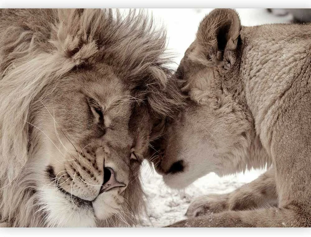 Artgeist Fototapetas - Lion Tenderness (Sepia)
