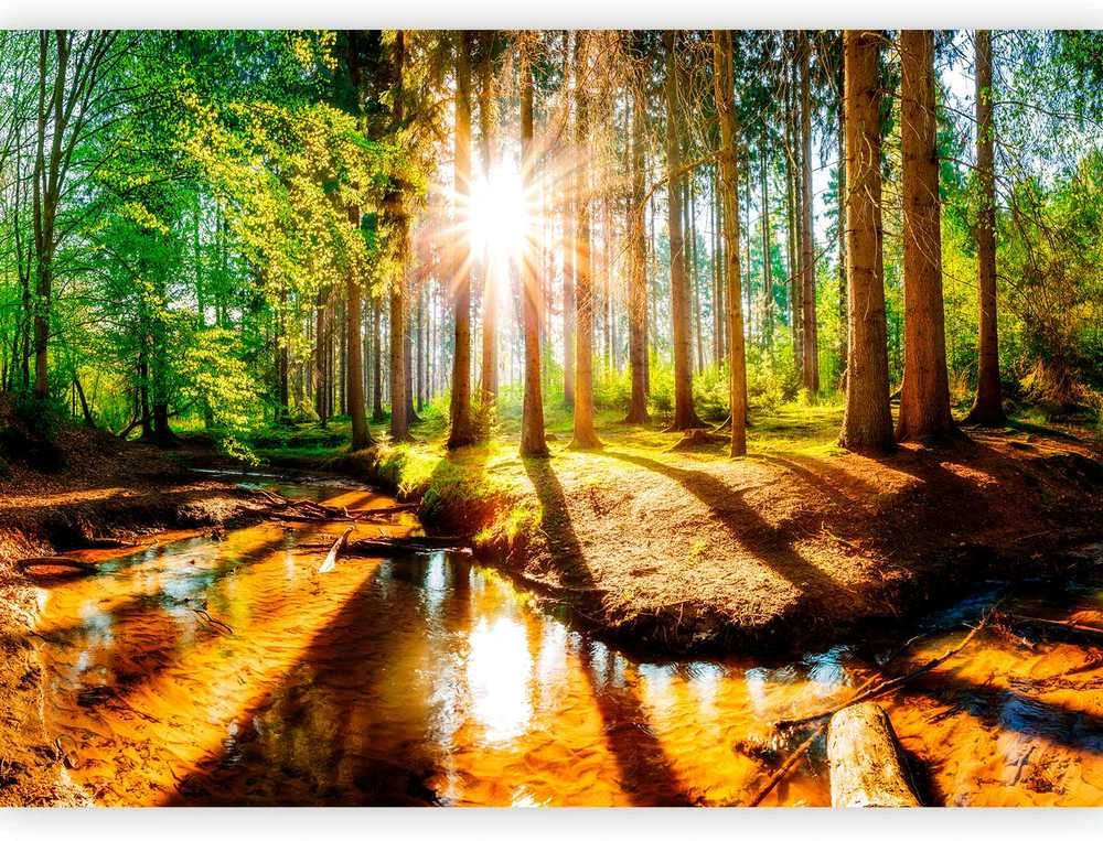 Artgeist Fototapetas - Marvelous Forest
