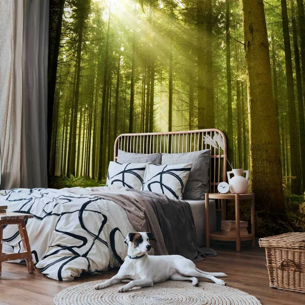 Artgeist Fototapetas - Pine forest – dense woodland in morning sunlight