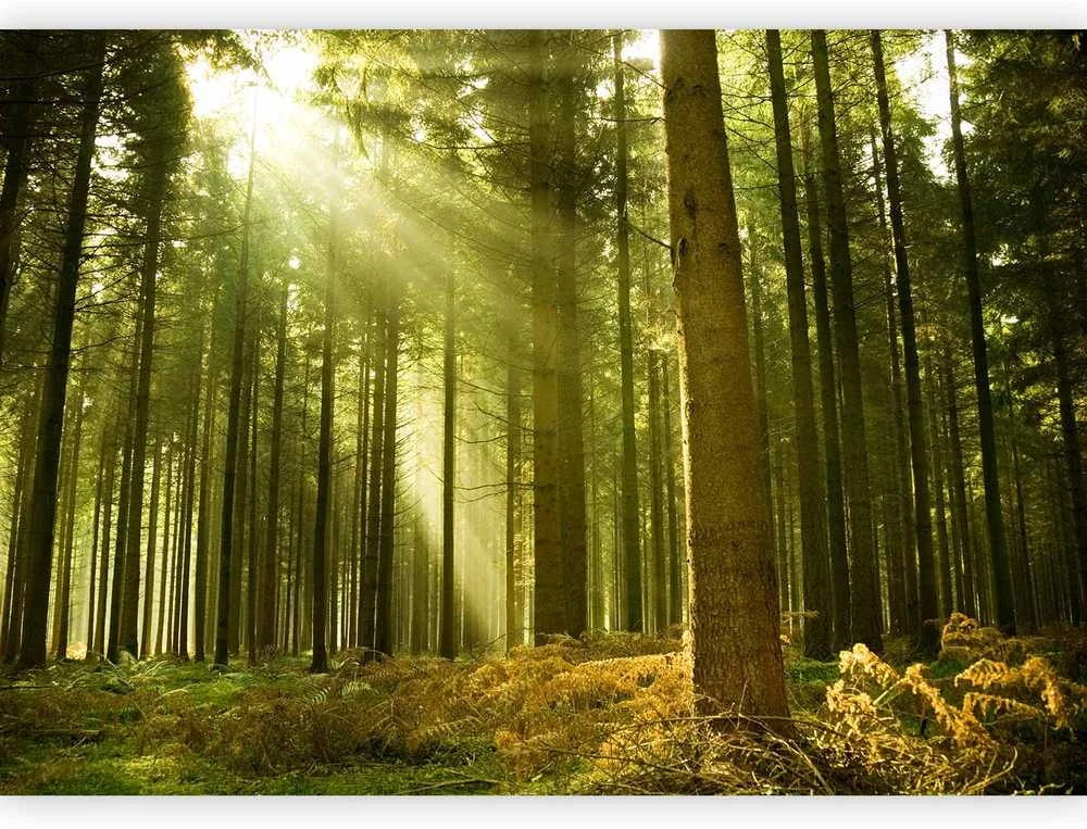 Artgeist Fototapetas - Pine forest – dense woodland in morning sunlight