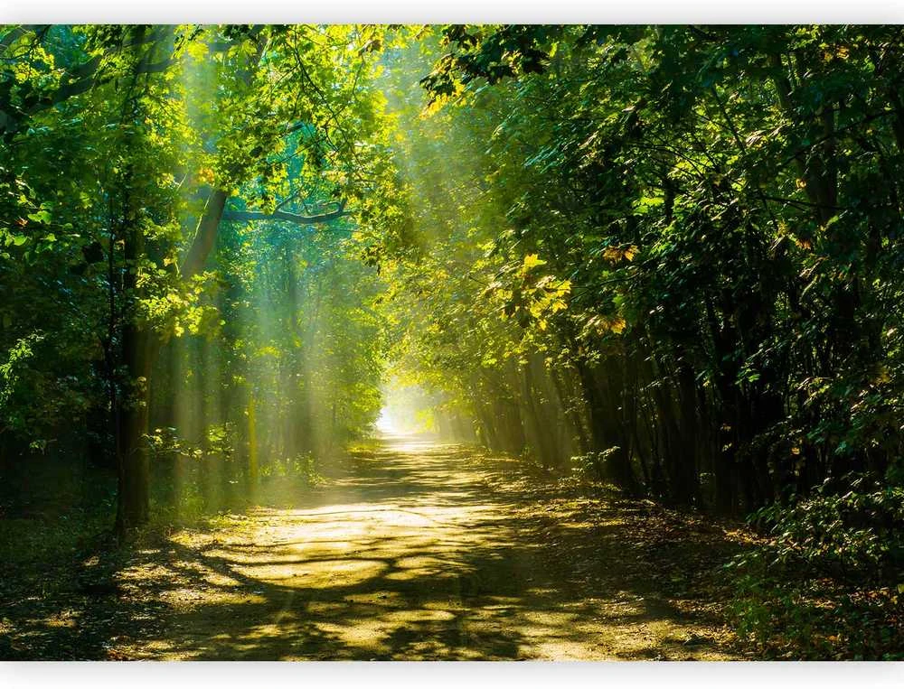 Artgeist Fototapetas - Road in Sunlight