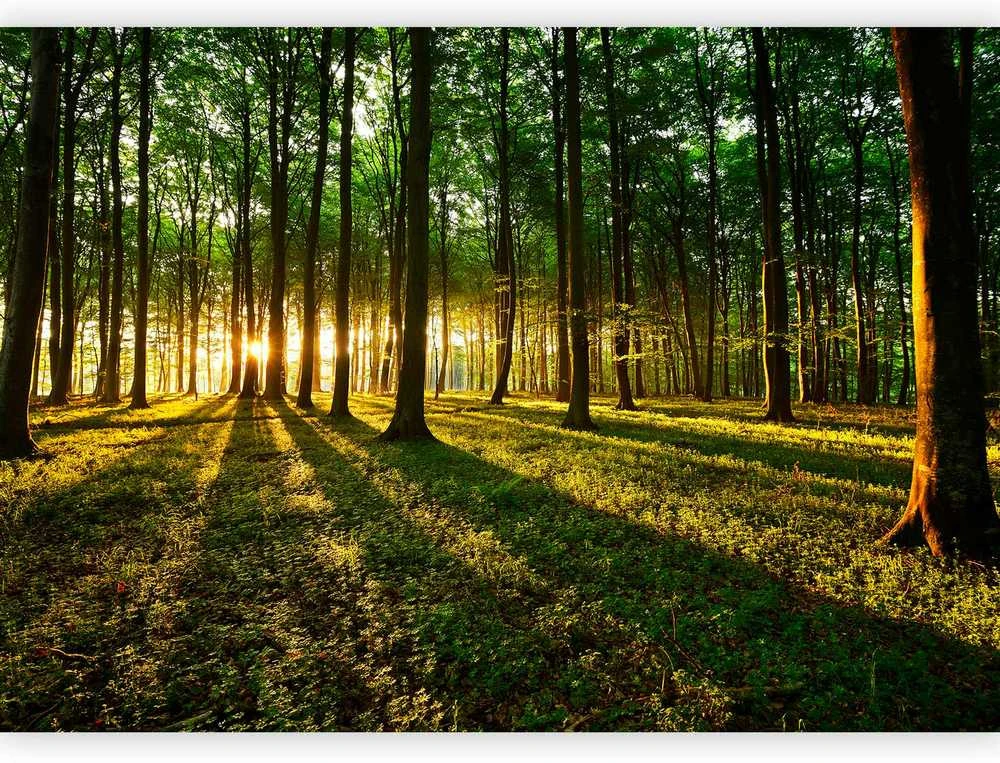 Artgeist Fototapetas - Spring: Morning in the Forest