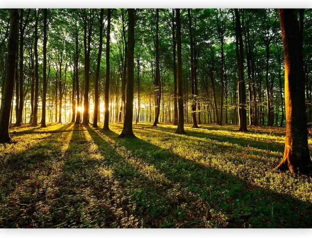 Artgeist Fototapetas - Spring: Morning in the Forest