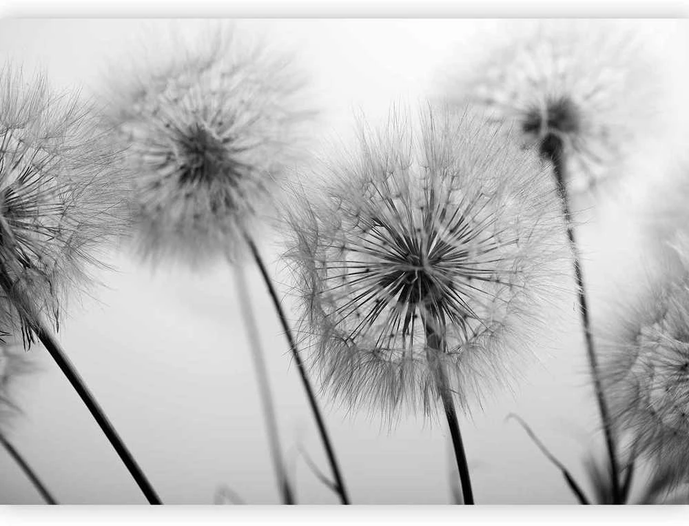 Artgeist Fototapetas - Time for Dandelions - Second Variant