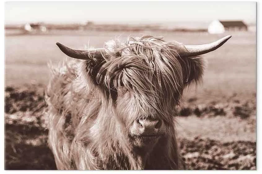 Artgeist Paveikslas - A Scottish Cow in Sepia