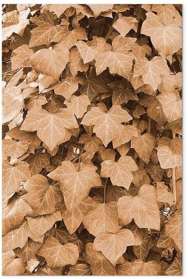 Artgeist Paveikslas - Autumn Ivy (1 Part) Vertical