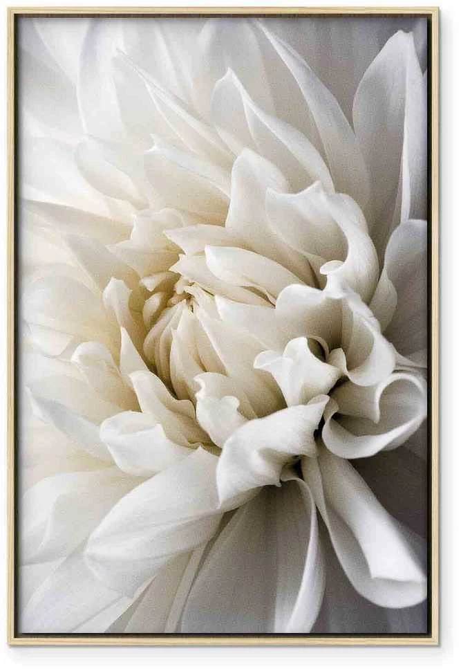 Artgeist Paveikslas - Baltas Dahlia