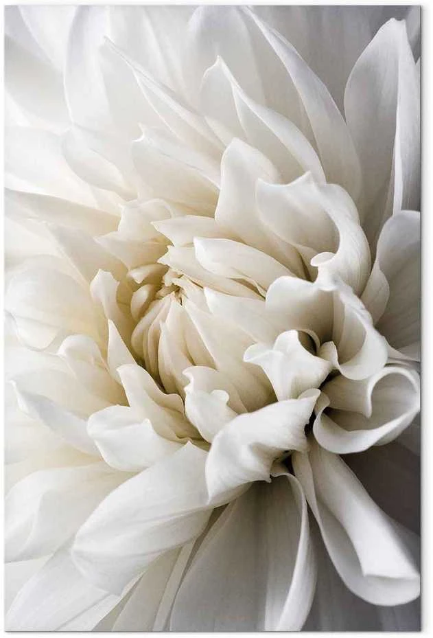 Artgeist Paveikslas - Baltas Dahlia