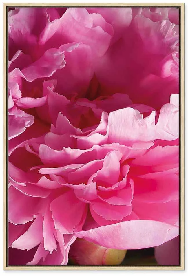 Artgeist Paveikslas - Blossom of Beauty (1-part) - Rožinė Peony Flower Embraced by Nature