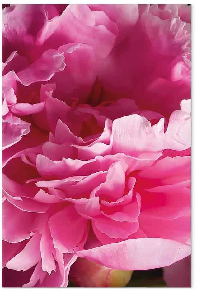 Artgeist Paveikslas - Blossom of Beauty (1-part) - Rožinė Peony Flower Embraced by Nature